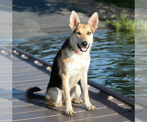 Harrison - Male German Shepherd Dog Dog for Adoption - Photo #31