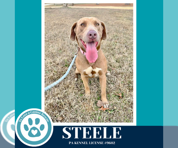 Medium Photo #2 Labrador Retriever-Unknown Mix Puppy For Sale in Kimberton, PA, USA