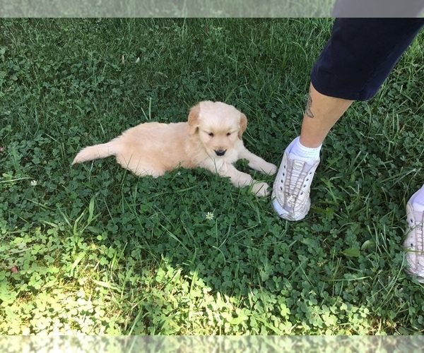 Medium Photo #4 Golden Retriever Puppy For Sale in MATTAPOISETT, MA, USA