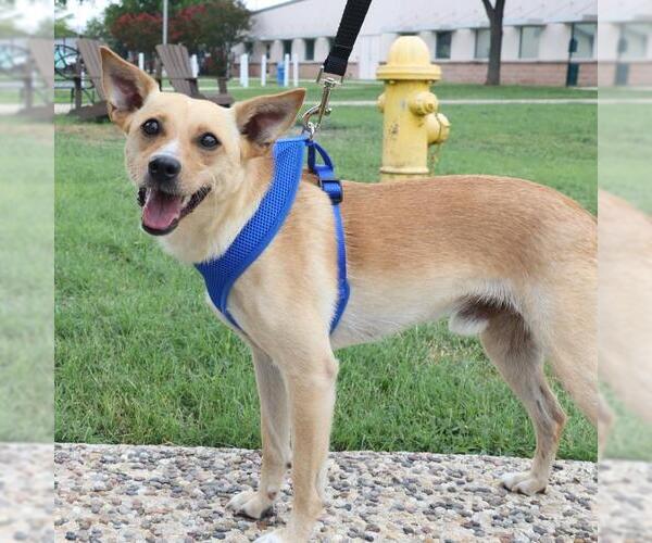 Medium Photo #2 Mutt Puppy For Sale in San Antonio, TX, USA
