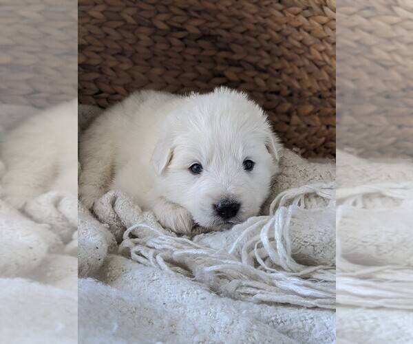 Medium Photo #34 Great Pyrenees Puppy For Sale in FALCON, CO, USA