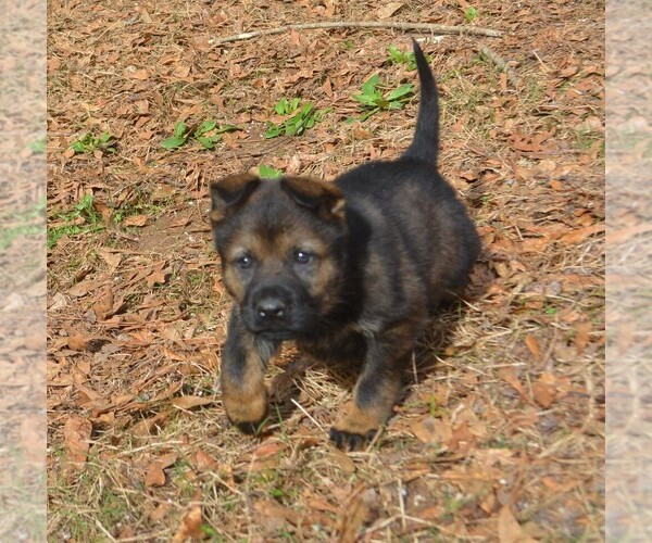 Medium Photo #4 German Shepherd Dog Puppy For Sale in POWDER SPRINGS, GA, USA
