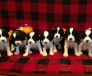 English Springer Spaniel Puppy for sale in COOKEVILLE, TN, USA