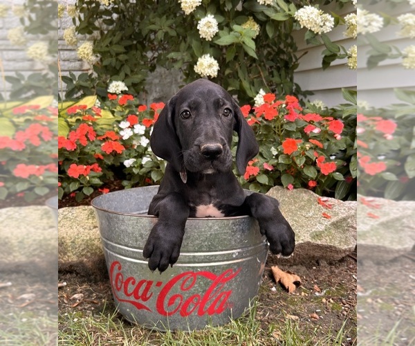 Medium Photo #3 Great Dane Puppy For Sale in MIDDLEBURY, IN, USA