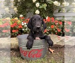 Small Photo #3 Great Dane Puppy For Sale in MIDDLEBURY, IN, USA