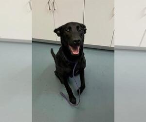 Labrador Retriever Dogs for adoption in London, Ontario, Canada