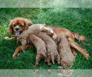 Mother of the Cavapoo puppies born on 06/13/2025