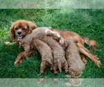 Small Photo #1 Cavapoo Puppy For Sale in SHIPSHEWANA, IN, USA