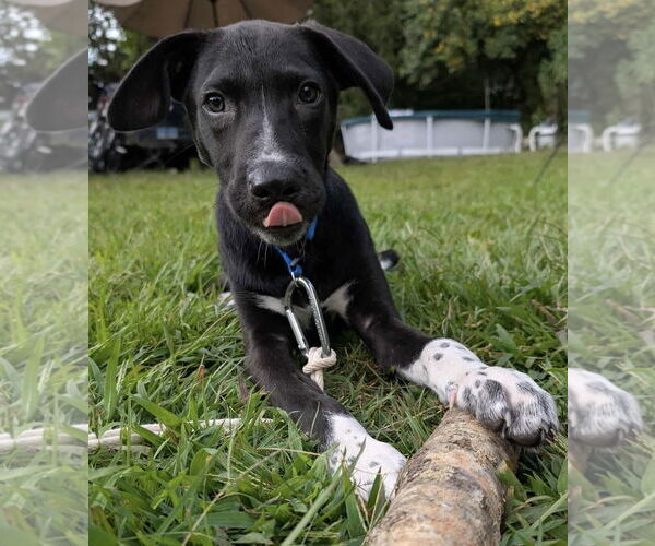 Medium Photo #1 Labrador Retriever-Unknown Mix Puppy For Sale in pomfret, CT, USA