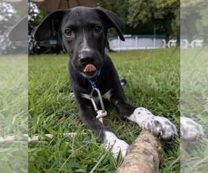 Labrador Retriever-Unknown Mix Dogs for adoption in pomfret, CT, USA