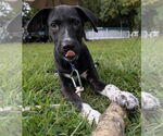Small Labrador Retriever Mix