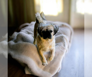 Poodle (Standard)-Pug Mix Dogs for adoption in Vail, AZ, USA