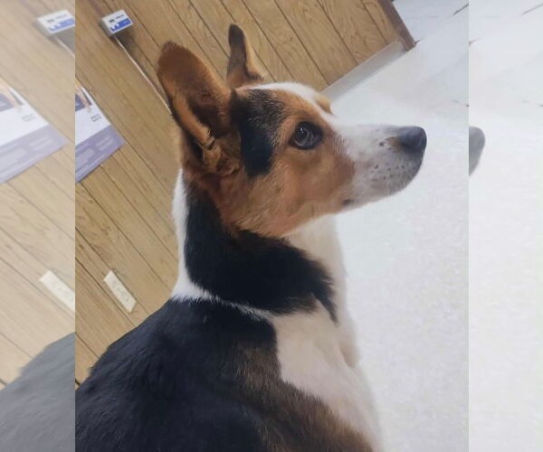 Medium Photo #3 Mutt Puppy For Sale in Grafton, WI, USA