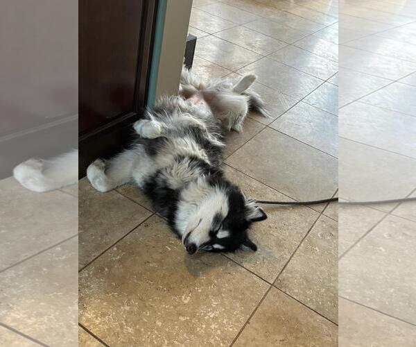 Medium Photo #6 Siberian Husky Puppy For Sale in Escondido, CA, USA