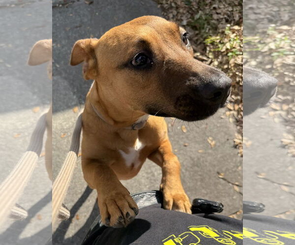 Medium Photo #4 Black Mouth Cur-Unknown Mix Puppy For Sale in Sanford, FL, USA