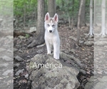 Puppy America Siberian Husky