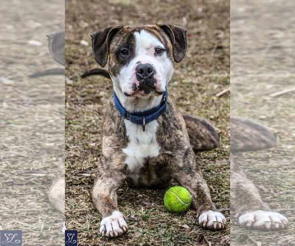 Medium Photo #16 American Pit Bull Terrier-Unknown Mix Puppy For Sale in Lockport, NY, USA