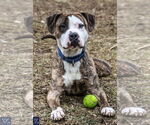 Small #15 American Pit Bull Terrier Mix