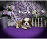 Small #11 Cavalier King Charles Spaniel
