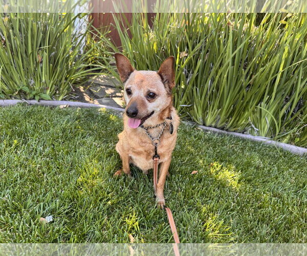Medium Photo #6 Mutt Puppy For Sale in Santa Clara, CA, USA