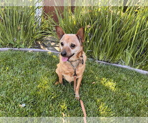 Borris - Male Mutt Dog for Adoption - Photo #6