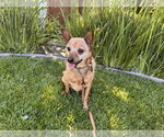 Small #5 Mutt
