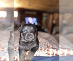 Small Photo #15 German Shepherd Dog Puppy For Sale in CARROLLTON, GA, USA