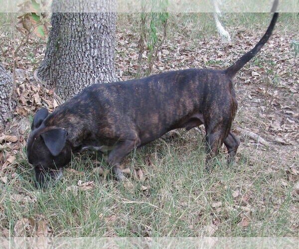 Medium Photo #2 Boston Terrier-Unknown Mix Puppy For Sale in Harrison, AR, USA