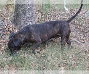 Zeus - Male Boston Terrier-Unknown Mix Dog for Adoption - Photo #2