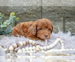 Small #2 Poodle (Miniature)