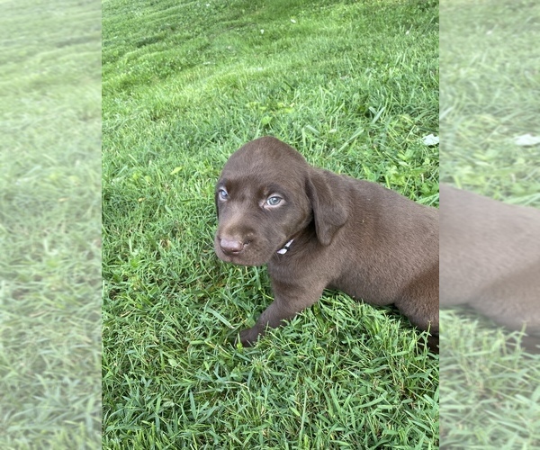 Medium Photo #2 Labrador Retriever Puppy For Sale in RUSSELL SPRINGS, KY, USA