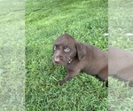 Small Photo #2 Labrador Retriever Puppy For Sale in RUSSELL SPRINGS, KY, USA