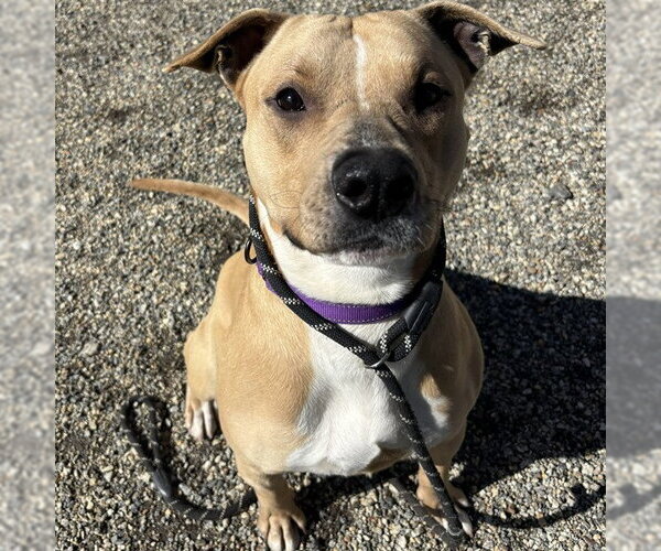 Medium Photo #3 American Staffordshire Terrier-Unknown Mix Puppy For Sale in Palmetto, FL, USA