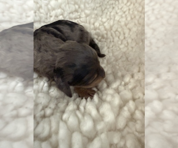 Medium Photo #12 Aussie-Poo-Bernedoodle Mix Puppy For Sale in LEXINGTON, SC, USA