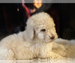 Small Photo #6 Poodle (Standard) Puppy For Sale in HAGERSTOWN, MD, USA