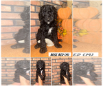 Puppy Rose red Goldendoodle (Miniature)