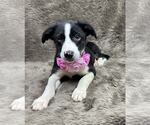 Small #2 Australian Shepherd Mix