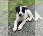 Small #18 Lab-Pointer