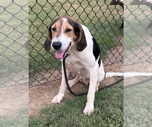 Cindy Lou - Female Coonhound Dog for Adoption - Photo #2