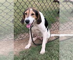 Small Photo #2 Coonhound Puppy For Sale in Evansville, IN, USA