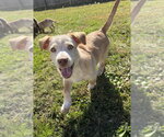 Hawaii : Hilo - Male Labrador Retriever-Unknown Mix Dog for Adoption - Small photo