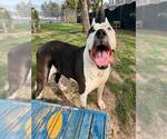 PEARL - Female Presa Canario-Unknown Mix Dog for Adoption - Small photo