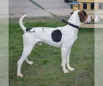 Small #10 Treeing Walker Coonhound