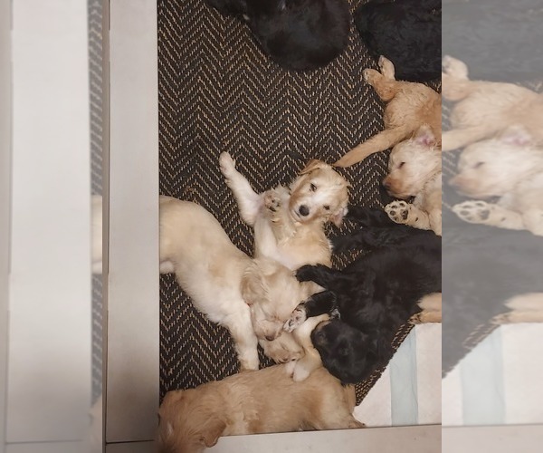 Medium Photo #83 Bordoodle Puppy For Sale in COPPERAS COVE, TX, USA
