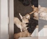 Small Photo #83 Bordoodle Puppy For Sale in COPPERAS COVE, TX, USA