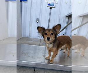 Chihuahua Dogs for adoption in Bakersfield, CA, USA