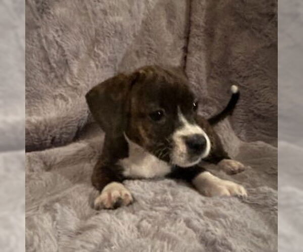 Medium Photo #2 French Bull Weiner Puppy For Sale in Claremore, OK, USA