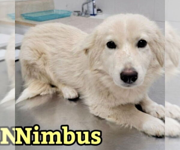 Medium Photo #2 Golden Pyrenees Puppy For Sale in Spring Lake, NC, USA