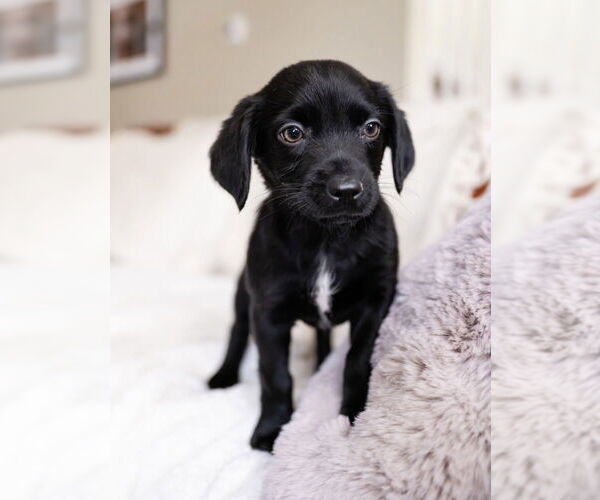 Medium Photo #1 Maltese-Unknown Mix Puppy For Sale in Andover, MN, USA