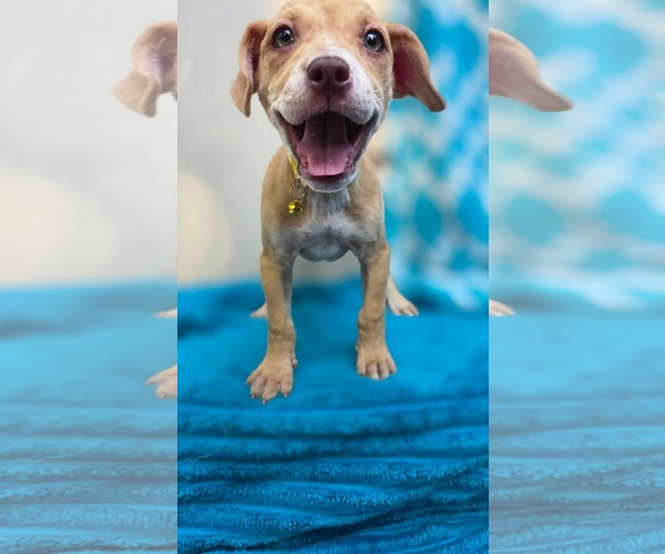 Medium Photo #7 Chihuahua-Unknown Mix Puppy For Sale in Oakhurst, NJ, USA